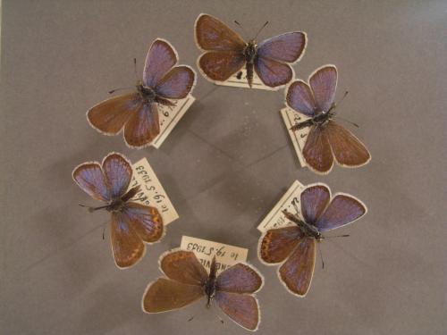 Réf. 256 350 : Plebejus argus